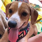 Profile Picture of Essie The Sheltie/Terrier Mix (@everydaywithessie) on Instagram