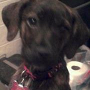 Profile Picture of Renee Baxter (@naeners1) on Pinterest