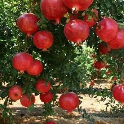Profile Picture of Serpil Yiğitsoy 🍒 (@YigitsoySerpil) on Twitter