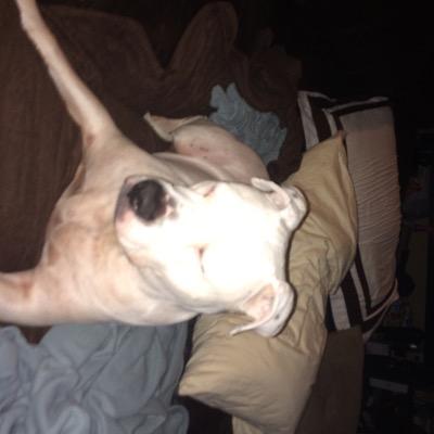 Profile Picture of Josh Magruder (@josh_magruder) on Twitter