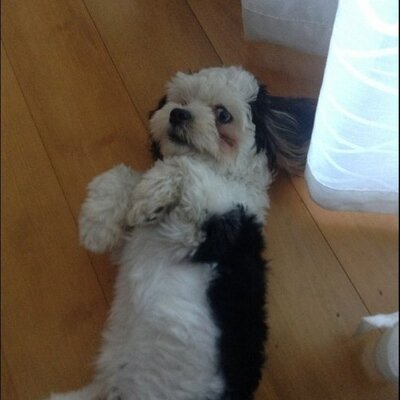 Profile Picture of Lance Risson (@Fred4305) on Twitter