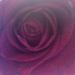 Profile Picture of Bambi Wolfe (@bambiwo) on Pinterest