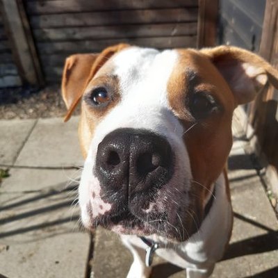 Profile Picture of Jo 🐶💕 (@FeatherDemetria) on Twitter
