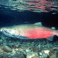 Profile Picture of Jake Chandler (@jake-chandler-11) on Quora