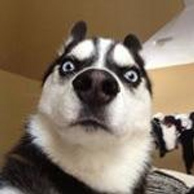 Profile Picture of Ron Stretch (@v646ex) on Twitter