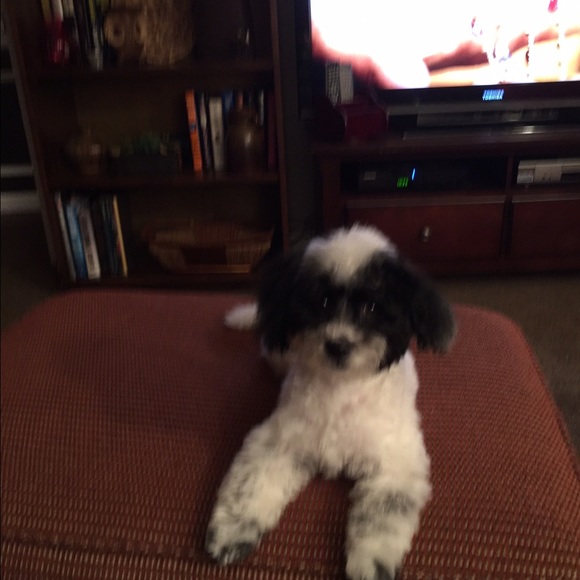 Pat Allen - Poshmark Profile Picture of Pat Allen (@primrose9) on Poshmark