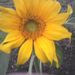 Profile Picture of Joan Connelly (@joanironi) on Pinterest