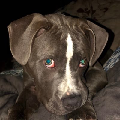 Profile Picture of Kyle Congdon (@KyleCongdon5) on Twitter