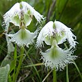 Profile Picture of Huttonaeaon Wikipedia
