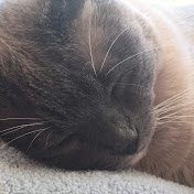 Profile Picture of Michael New (@michaelnew8546) on Youtube