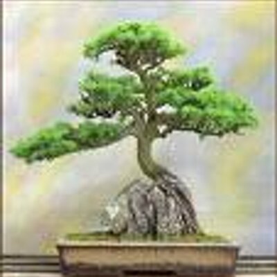 Profile Picture of Jack Hazlitt (@bonsai411) on Twitter