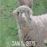 Profile Picture of bonnie macgillivray (@jiggs2016) on Instagram