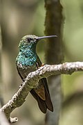 Profile Picture of Berylline hummingbirdon Wikipedia