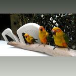 Profile Picture of All. pappagalli il mandarancio (@pappagalli_il_mandarancio) on Instagram