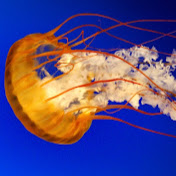 Profile Picture of Andre Mayer (@andremayer2184) on Youtube