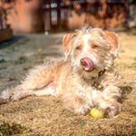 Profile Picture of Brian Peters (@piggle_the_pooch) on Instagram