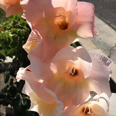 Profile Picture of Steve Capps (@SteveCapps9) on Twitter