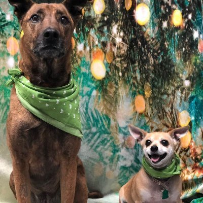 Profile Picture of Christopher Zeller (@Cdzrocks) on Twitter