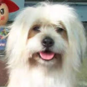 Profile Picture of D Tsai (@dtsai1584) on Youtube