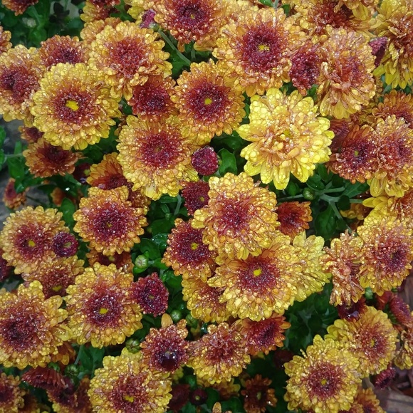 Profile Picture of Melissa Losson (@mlosson) on Poshmark