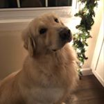 Profile Picture of Dawn Stanford Calisto (@therapybygolden) on Instagram