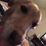 Profile Picture of Bobbi Campbell (@bobbithemutt) on Instagram