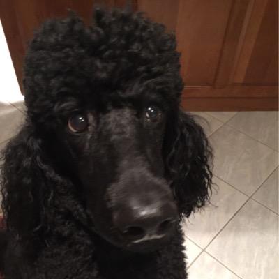 Profile Picture of Adampitre (@Adamitre1) on Twitter