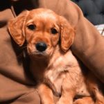 Profile Picture of Winnie Wilson (@winnie_thegolden_retriever) on Instagram