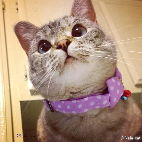 Profile Picture of Mac Tina (@pudaomiao) on Poshmark