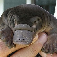 Profile Picture of Roberta La Rocca (@roberta-la-rocca) on Quora