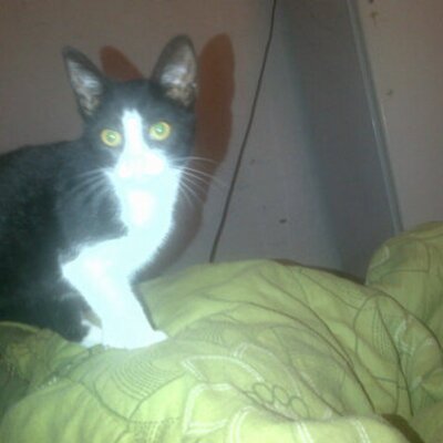 Profile Picture of Stephen Louis Spies (@Up25h1t) on Twitter