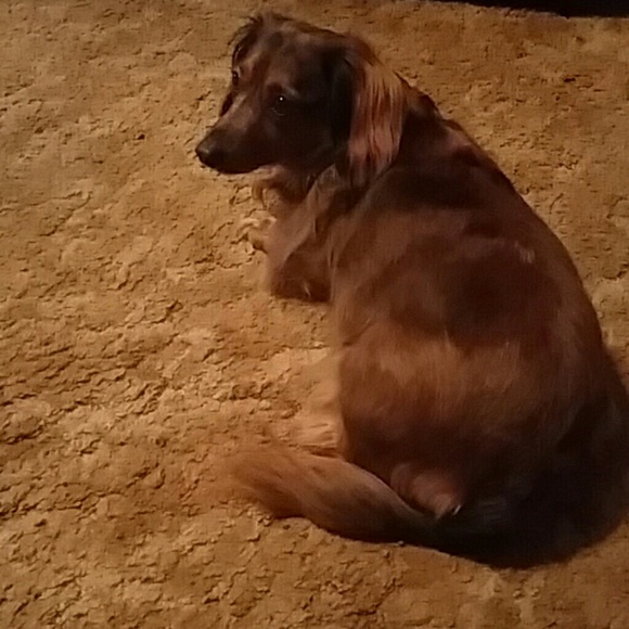 Profile Picture of Christine Giacobbe (@stellabluecobbe) on Poshmark