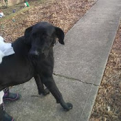 Kalvin Smith - Youtube Profile Picture of Kalvin Smith (@kalvinsmith9208) on Youtube