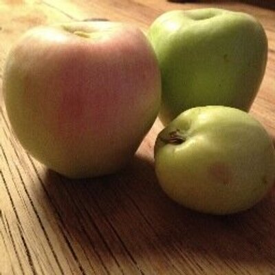 Stacy Fischer - Twitter Profile Picture of Stacy Fischer (@bebravefarm) on Twitter