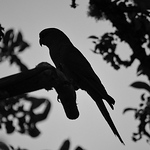 Profile Picture of Cesar Reyes (@cesarioreyes11) on Flickr