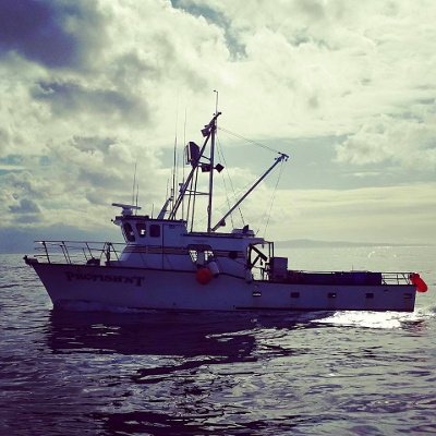 Profile Picture of Norcal Fish (@nor_cal_fish) on Twitter