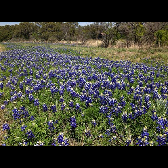 Profile Picture of Audean Riley (@ariley47) on Poshmark