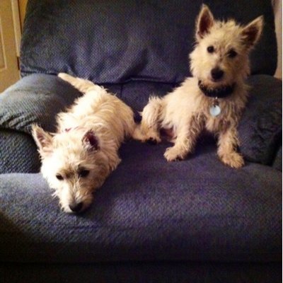 Profile Picture of Janice Dunn (@jdunn1114) on Twitter