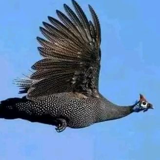 Profile Picture of Ernest Fournier (@fournierernest0) on Tiktok