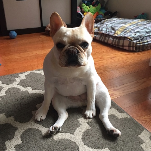 Profile Picture of Amanda Bradstreet (@abradstreet) on Poshmark