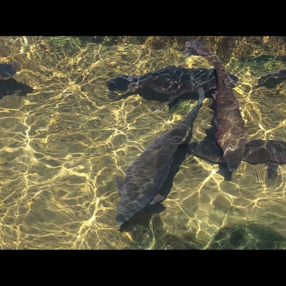 Profile Picture of Mari Silva (@katie051905) on Poshmark