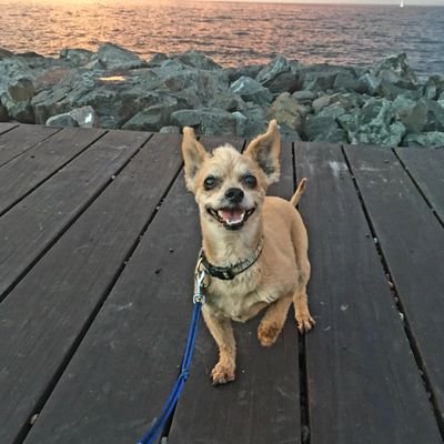 Profile Picture of Steve Olson (@BIGOLY) on Twitter