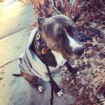 Profile Picture of Alexander Labinov (@life_of_skye_and_pebble) on Instagram