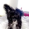 Profile Picture of Little Luna (@kylehorrocksnew) on Tiktok