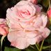 Profile Picture of Rose Wilhelm (@rose.wilhelm.77) on Facebook