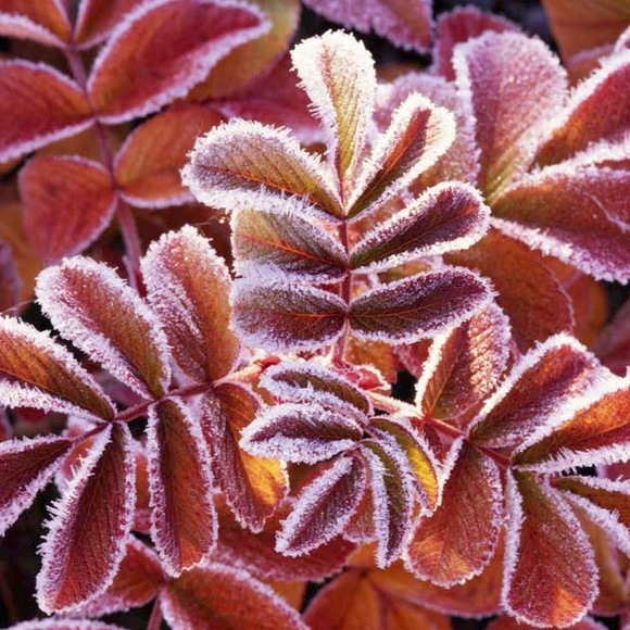 Profile Picture of Leah Balaska (@leah_balaska) on Poshmark