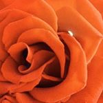 Profile Picture of Rosa Hiraldo (@hiraldorosa) on Instagram