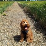 Profile Picture of Maggie Elizabeth Moran-Cross🧡 (@maggie.cockapoo) on Instagram