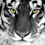 Luke Cleator - Instagram Profile Picture of Luke Cleator (@itz_cleator) on Instagram