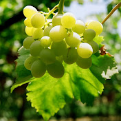 Profile Picture of Sopheap Sok 02 (@sopheapsok0262) on Youtube